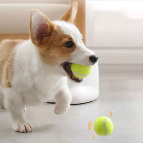 Automatic Dog Ball Launcher