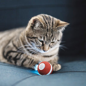 Cheerble Wicked Ball For Pets